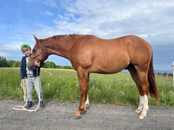 Prodám valacha American quarter horse - 2
