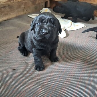 Labradorský retriever s PP černá - 2