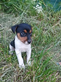 Štěňátko Jack Russell - 2