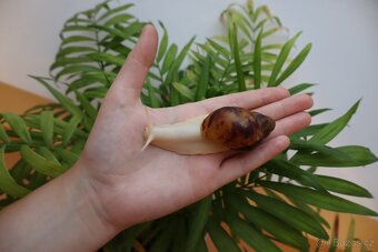Archachatina marginata ovum Nigeria albino body - 2