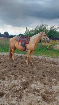Klisny QH a PH - 2