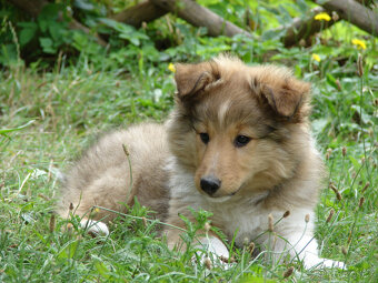 Sheltie - 2