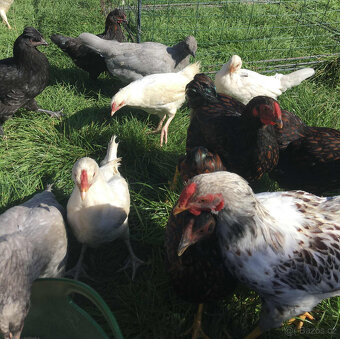 Prodáme letošní kohouty + 1 levandulový araukan dvouletý - 2