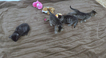 HLEDÁM DOMOV PRO KOTĚ / KOŤÁTKA PŘEROV - 2