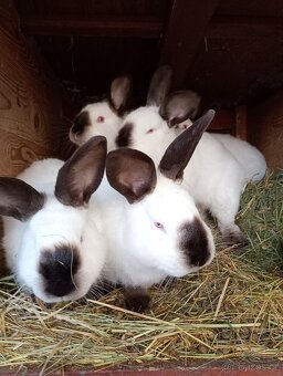 Kalifornský králik - 2