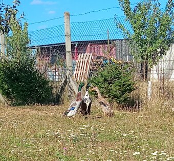 Indický běžec - kačer - 2