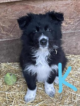 štěnata border kolie bez PP - 2