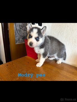 Štěňata k odběru - 2