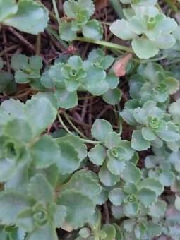 Pudopokryvní sukulent - 2