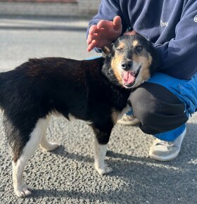 HANK K ADOPCI - přátelský, vděčný - 2