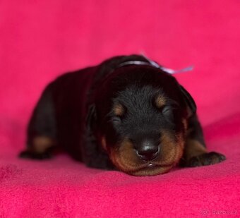 Beauceron štěńátka s PP zahraniční krytí - 2
