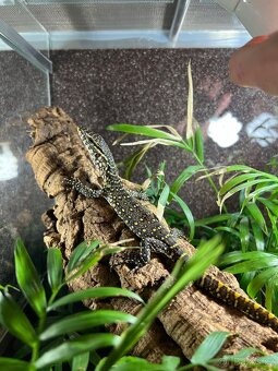 Varan nilský / Varanus niloticus - 2