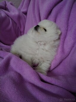 Pomeranian - 2