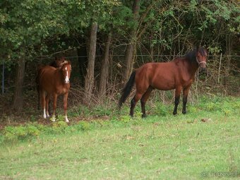 Predám pony kobylku 2rocnu kľudnej povahy - 2