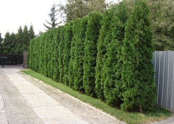 Thuja thuje tuje tuja smaragd vel. 150-250 cm za akční ceny - 2