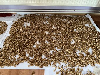 Vlašské ořechy - čerstvě vyloupané, usušené - 2