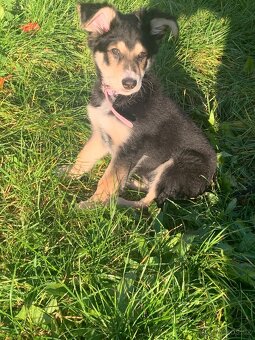 Sibiřská lajka šteně - 2