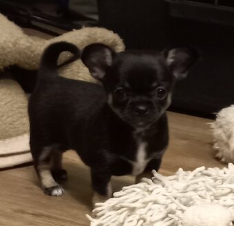 Čivava pidi štěňátka - 2