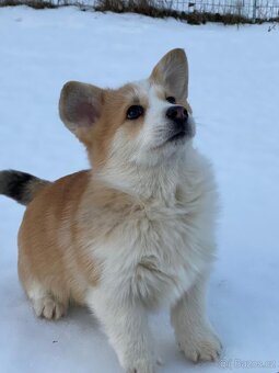 Welsh Corgi Pembroke s PP - 2