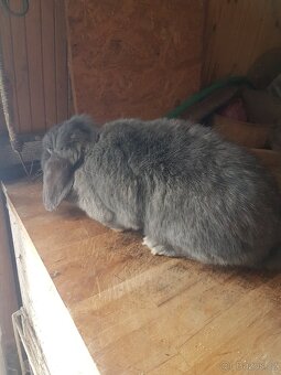 Zakrslý králík - 2