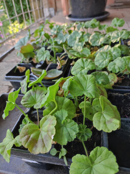 Pelargonie vzpřímená a převislá - 2