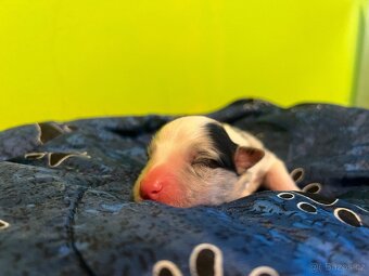 Blue Merle pes - border kolie - 2