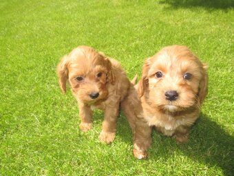 Maltipoo štěňátka - 2