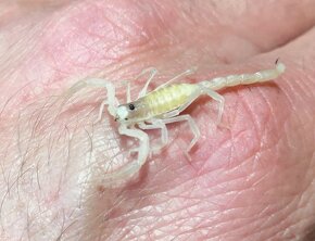 Štíř Scorpion Pandinus imperator, hottentotta - 2