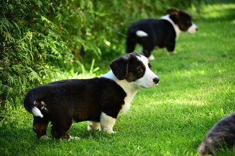 Welsh corgi cardigan - 2