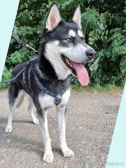 BLUE K ADOPCI - přátelský akční mazel - 2