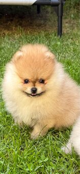 Pomeranian s pp - 2