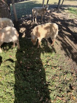 Quessantska ovce - 2