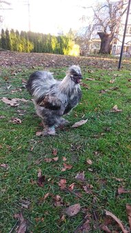 Hedvábnička - Kohoutci - 2