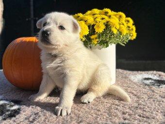 Bílý švýcarský ovčák s PP FCI - 2