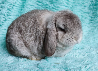 MINILOP 🍀🍀🍀 NERO 🍀🍀🍀 - 2