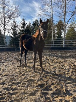 Blue Roan Žrebček - 2