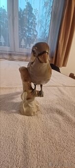 Porcelánová poštolka pestrá - 2