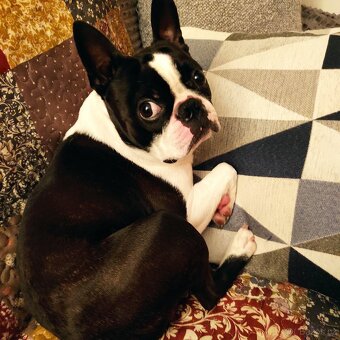 Bostonský terier - 2