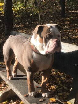 Staroanglický buldok - 2