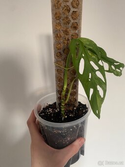 Monstera Indonesian Marbel - 2