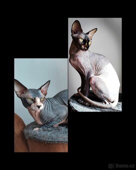 Kanadský sphynx - 2