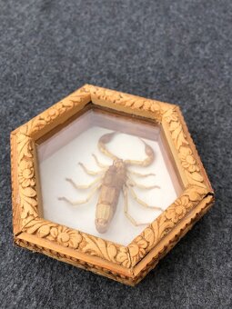Štír škorpión rámeček dřevěný entomologie hmyz - 2