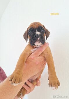 Německý boxer štěňata s PP - Moravia Dog Club - 2