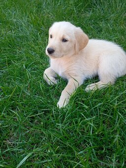Zlatý retrívr/retriever - 2