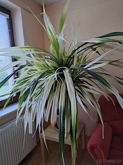 Pokojová rostlina - 2