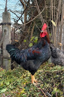 Letošní kohoti - 2