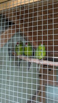 Kakariky rudočelé - 2