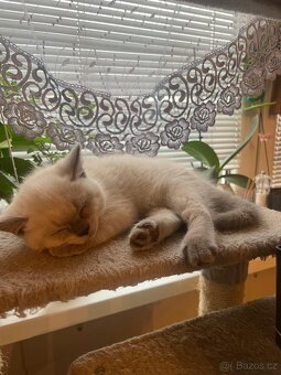 Britská krátkosrstá koťata / koťátka – colorpoint - 2