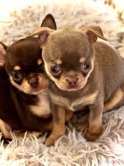 Čivava štěňátka krátkosrstá - 2