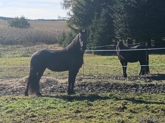 LUXUSNÍ TOP FRÍSKÁ KLISNA FRÍSKÝ KŮŇ - 2